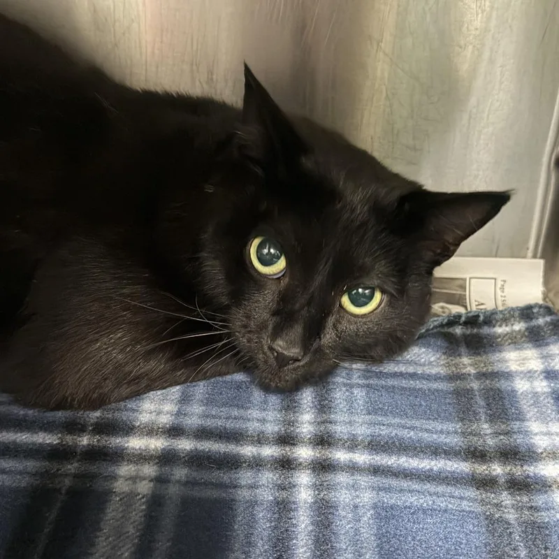 A young small-sized male Black Domestic Short Hair cat named Schwarz for adoption in Marion, VA