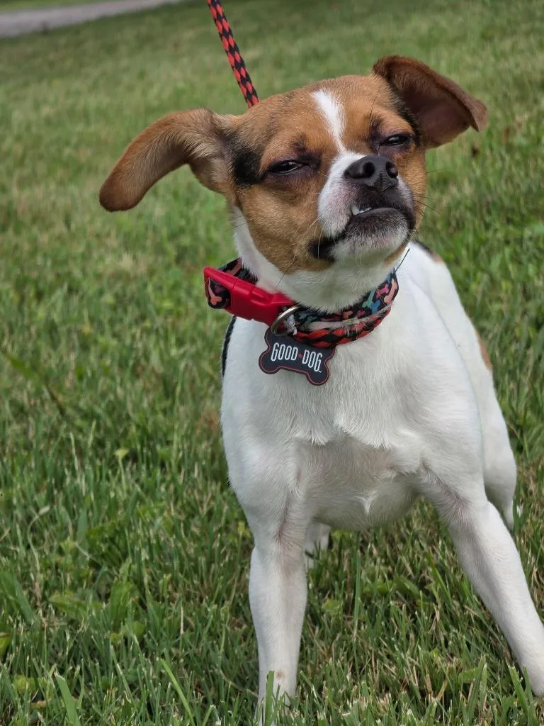 A young medium-sized male Chihuahua dog named Mu Shu for adoption in Huntington, IN