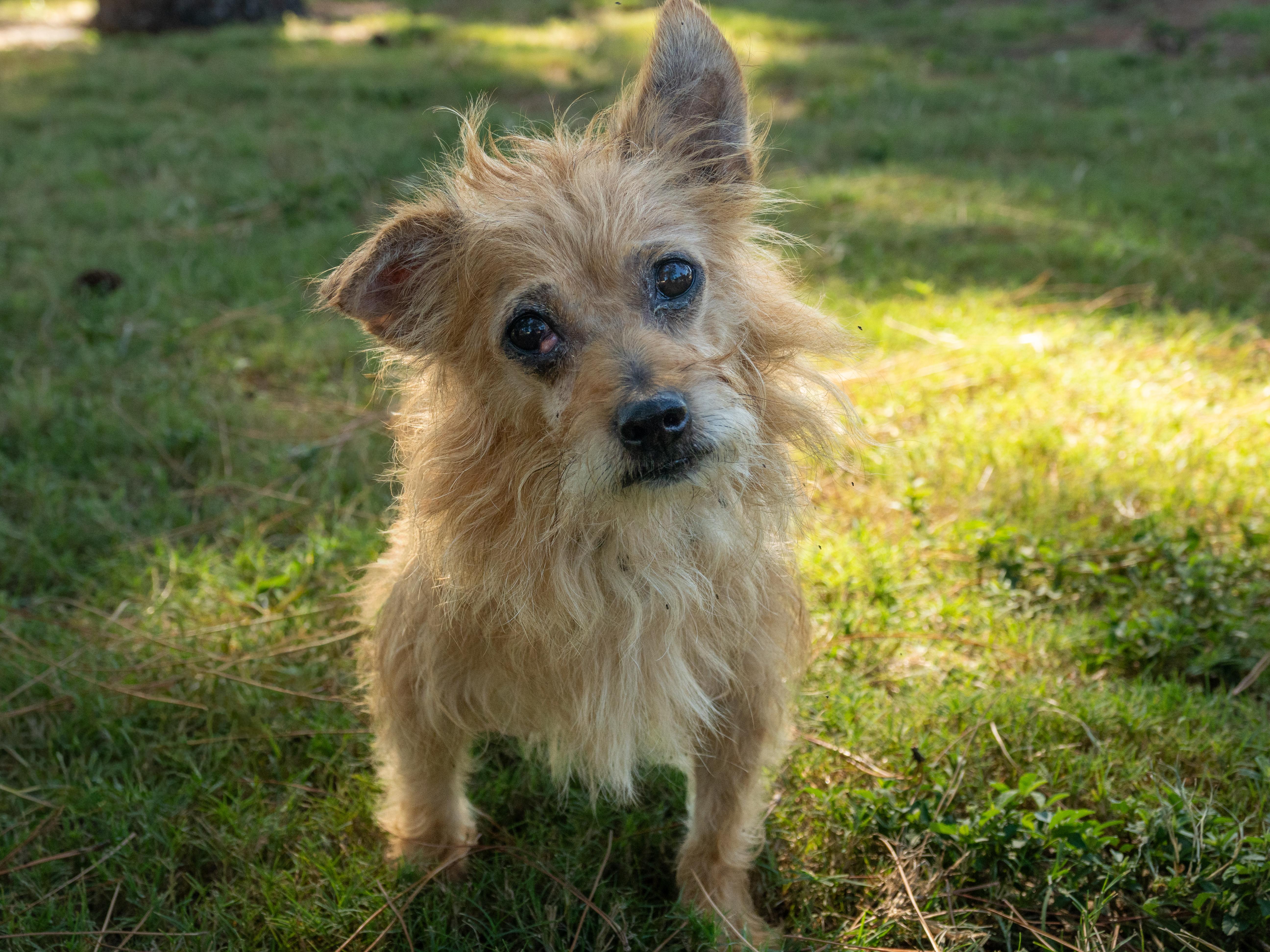 A senior small-sized male Apricot / Beige Mixed Breed dog named Twiggy for adoption in Myrtle Beach, SC