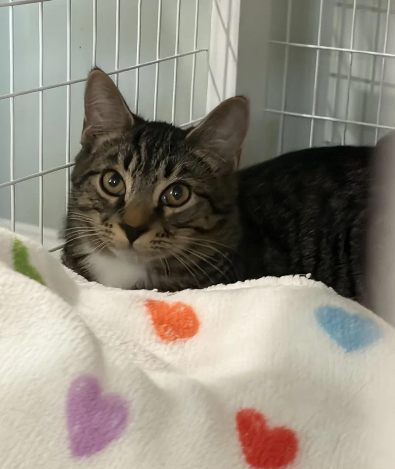 A baby medium-sized male Tabby (Buff / Tan / Fawn) Domestic Short Hair cat named Rain for adoption in Suffolk, VA