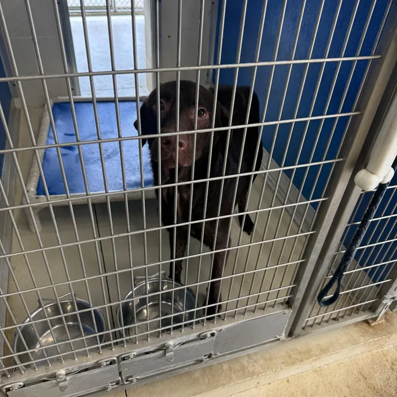 An adult small-sized male Brown / Chocolate Chocolate Labrador Retriever dog named Teddy for adoption in Shelbyville, IL
