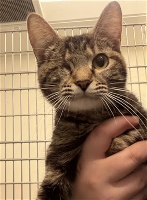A young medium-sized female Domestic Short Hair cat named Iris for adoption in Houston, TX