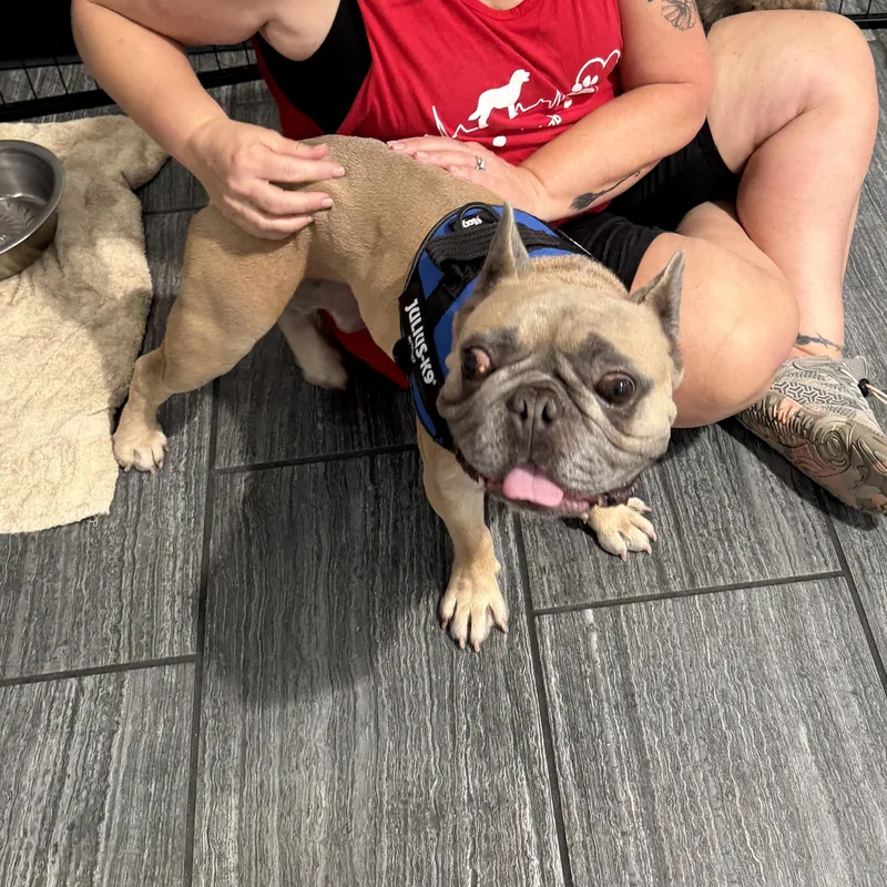 An adult medium-sized male Yellow / Tan / Blond / Fawn French Bulldog dog named Scooby for adoption in LEHIGH ACRES, FL