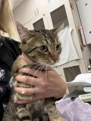 A young medium-sized female Domestic Short Hair cat named Cruella de Vil for adoption in Palm Coast, FL