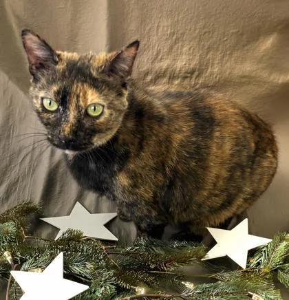 A senior small-sized female Domestic Short Hair cat named Jelly Kitters for adoption in Cumming, GA