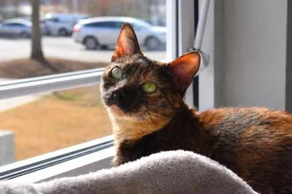 Jelly Kitters thumbnail 2