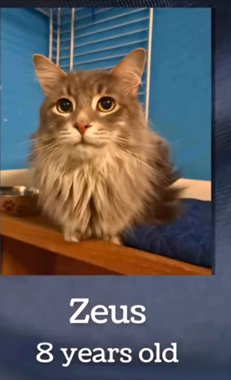 An adult medium-sized male Gray & White Domestic Medium Hair cat named Zeus for adoption in Monticello, IL