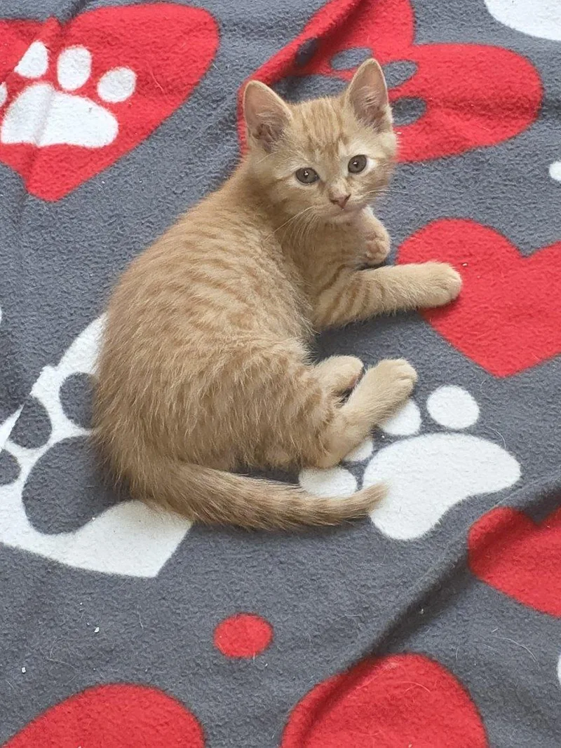 A baby medium-sized female Tabby (Orange / Red) Domestic Short Hair cat named Kaitlin for adoption in Tomah, WI