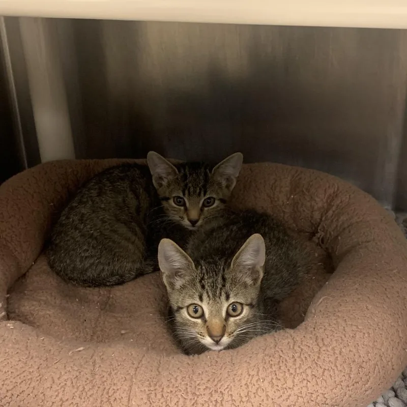 A baby small-sized male Brown / Chocolate Domestic Short Hair cat named Tom for adoption in West Palm Beach, FL