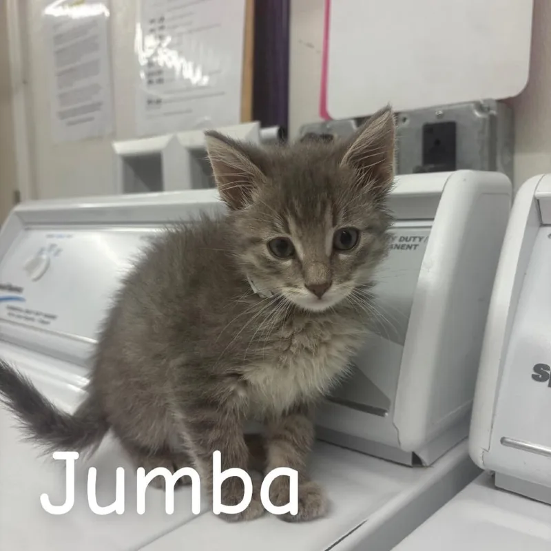Jumba