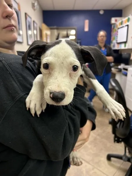 A baby small-sized female Pit Bull Terrier dog named Button for adoption in Mobile, AL