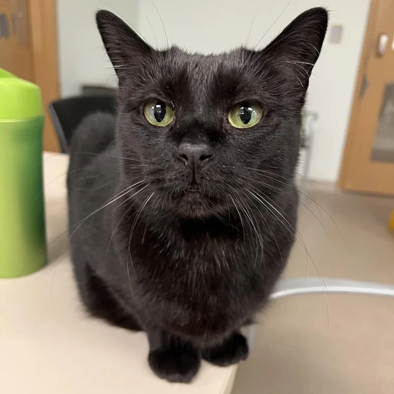 A senior large-sized female Black Domestic Short Hair cat named Wrigley for adoption in Arlington Heights, IL