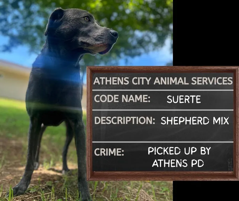 An adult medium-sized male Weimaraner dog named Suerte for adoption in Athens, AL