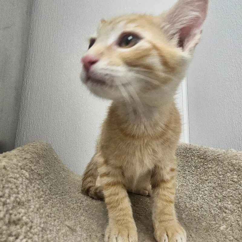 A baby small-sized male Orange / Red Domestic Short Hair cat named Fabio for adoption in Grantsville, UT