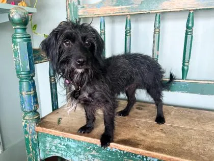 An adult small-sized female Dachshund dog named Bo Peep for adoption in San Antonio, TX
