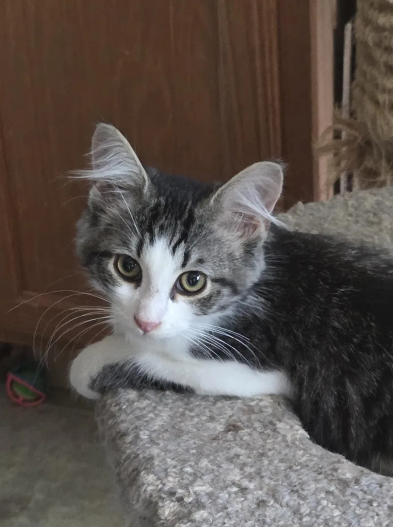 A young medium-sized male Tabby (Brown / Chocolate) Domestic Medium Hair cat named Pickle for adoption in Harrison, MI