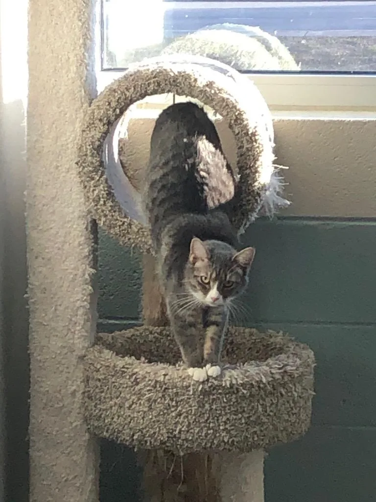 An adult small-sized female Domestic Short Hair cat named Martini for adoption in Dalton, GA