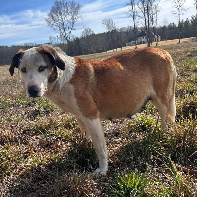 A baby small-sized female White / Cream Spaniel dog named Julie London for adoption in Nashville, TN
