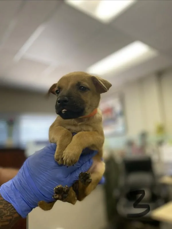 A baby medium-sized female Shepherd dog named Alvida for adoption in Victorville, CA