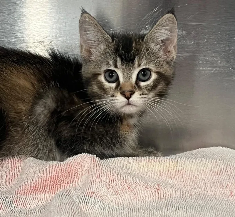 A baby small-sized female Domestic Short Hair cat named Patches for adoption in Labelle, FL
