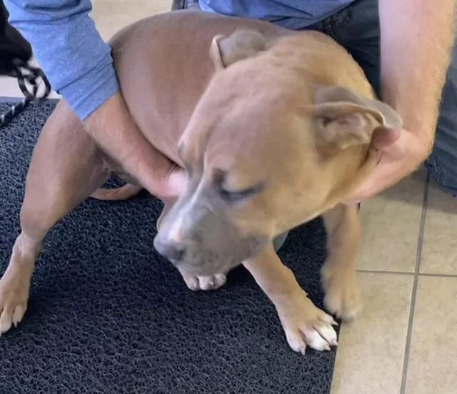 A young medium-sized female American Staffordshire Terrier dog named Annie for adoption in Fort Myers, FL