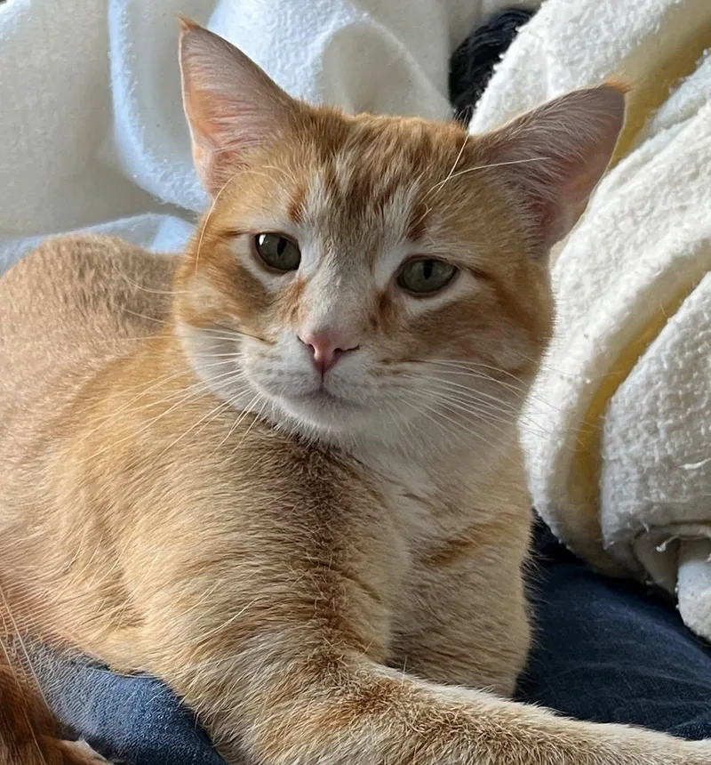 An adult medium-sized male Tabby (Orange / Red) Tabby cat named Leo for adoption in Winter Park, CO