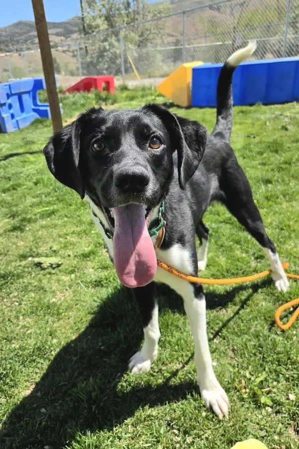 A young medium-sized male Beagle dog named Tito for adoption in Pocatello, ID