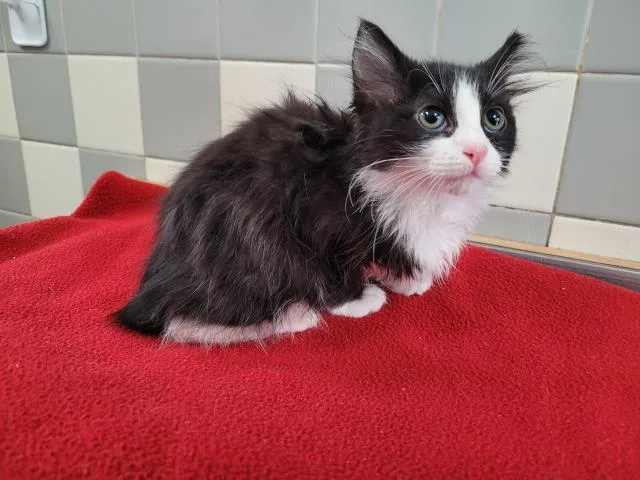 A baby small-sized female Domestic Medium Hair cat named A for adoption in San Pedro, CA