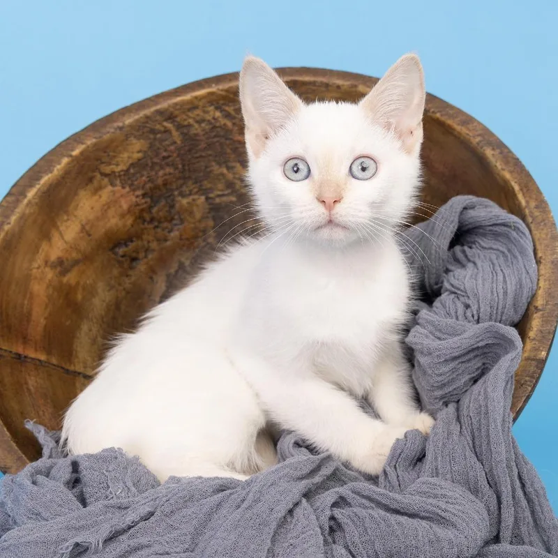 A baby small-sized female White Domestic Short Hair cat named BlueSky for adoption in Franklin, TN