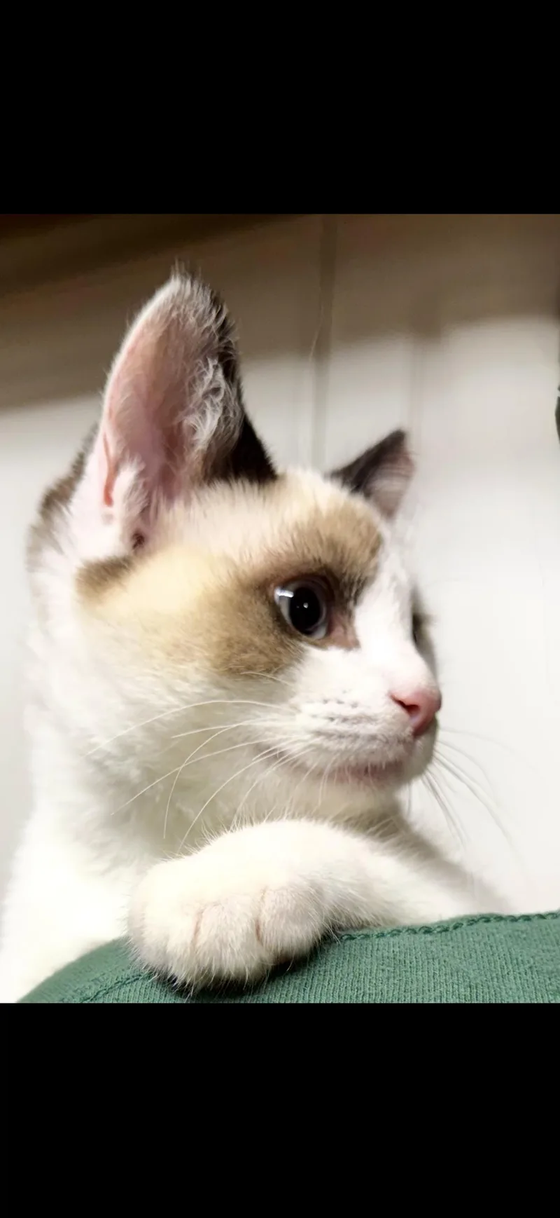 A young small-sized male Snowshoe cat named Yuki for adoption in San Jose, CA