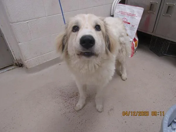 A young extra large-sized female Great Pyrenees dog named Mocha for adoption in Marietta, GA