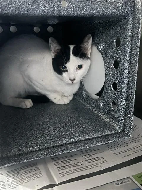 A young small-sized male Domestic Short Hair cat named Justinj for adoption in Corpus Christi, TX