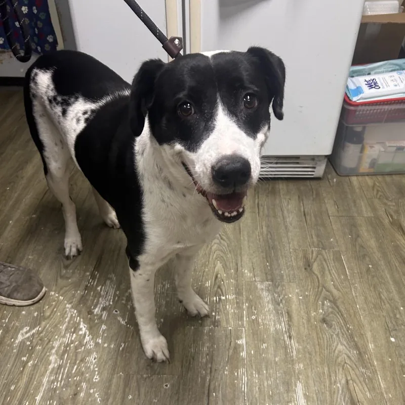 An adult medium-sized female Black Mixed Breed dog named Luna for adoption in Summerville, SC