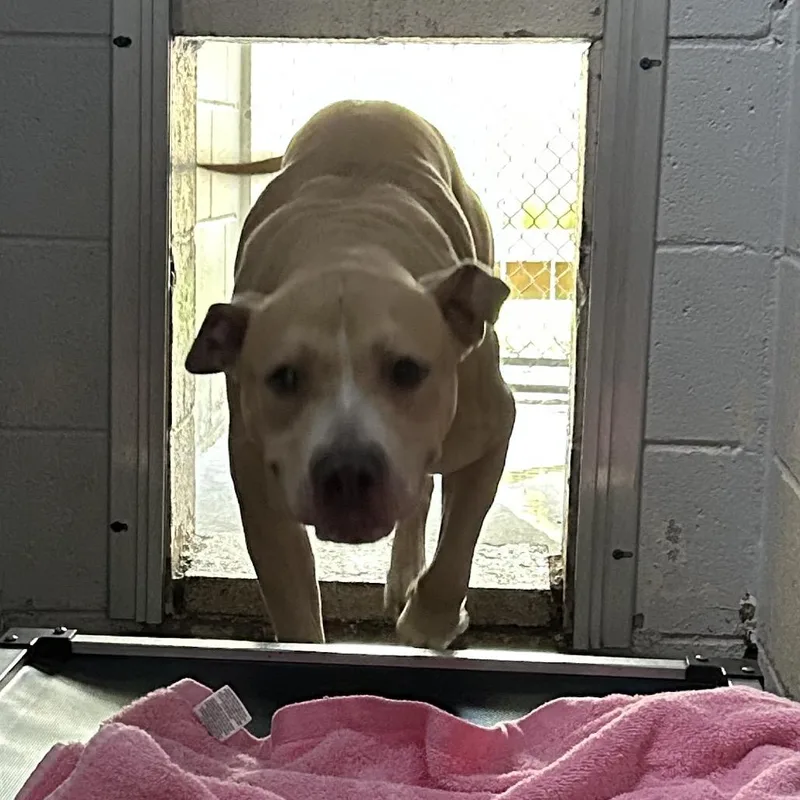 An adult medium-sized male Yellow / Tan / Blond / Fawn Mixed Breed dog named Simba for adoption in Summerville, SC