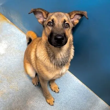 A baby medium-sized male German Shepherd Dog dog named Leonidas for adoption in Morton Grove, IL