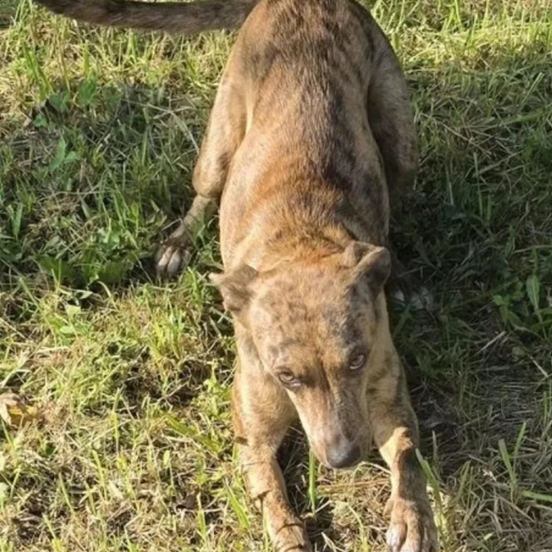 An adult medium-sized female Terrier dog named Nala for adoption in Evensville, TN