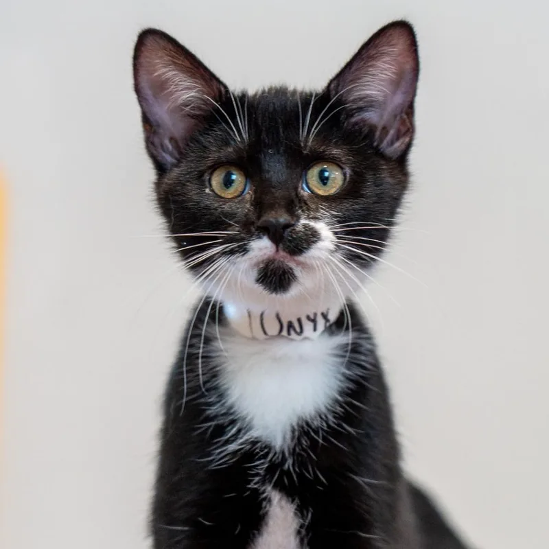 Onyx