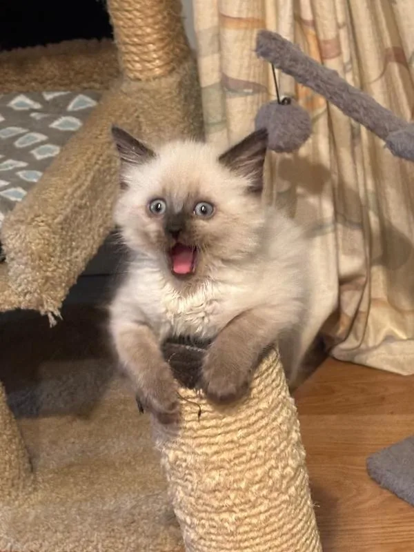 A baby small-sized female Domestic Short Hair cat named Crystal for adoption in Wellington, FL