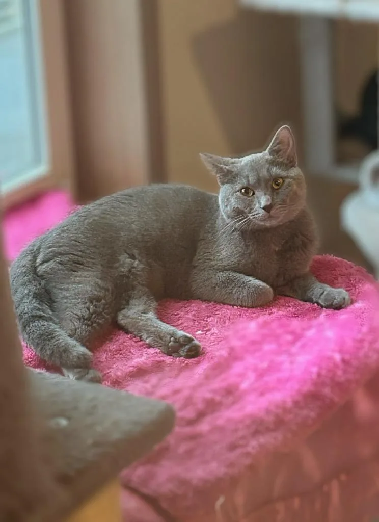 A young large-sized female Domestic Short Hair cat named Eddie for adoption in Parsons, WV