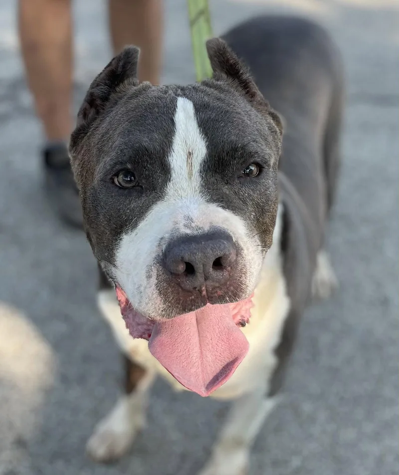 A senior extra large-sized male Pit Bull Terrier dog named Nikko for adoption in Island Lake, IL