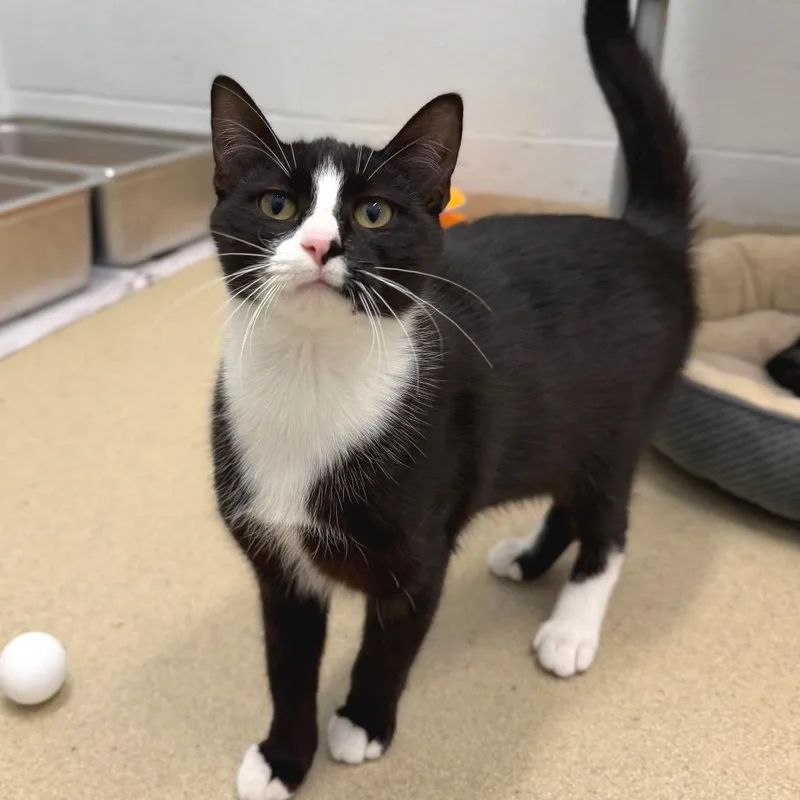 A young medium-sized female Black Domestic Short Hair cat named Nori for adoption in Fredericksburg, VA