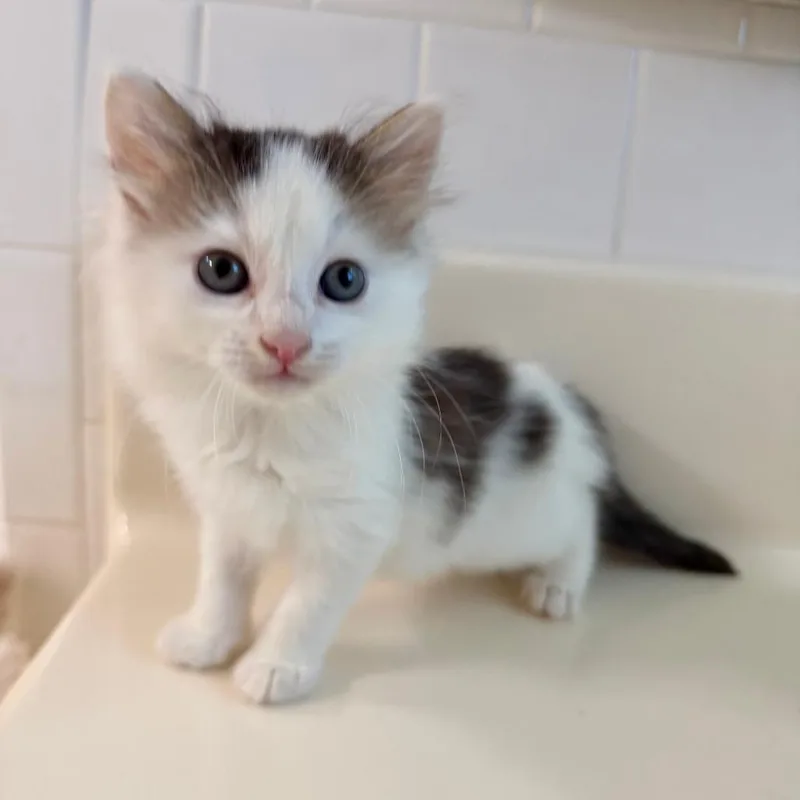 A baby small-sized male White Domestic Long Hair cat named Panda for adoption in Winder, GA
