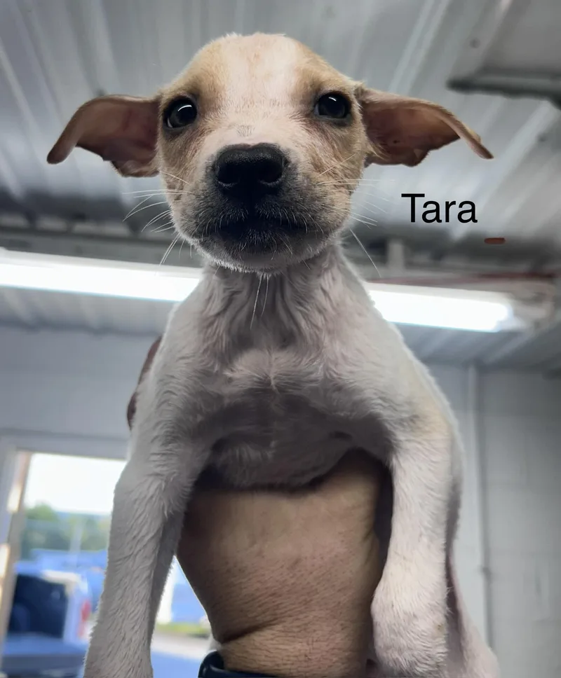 Tara