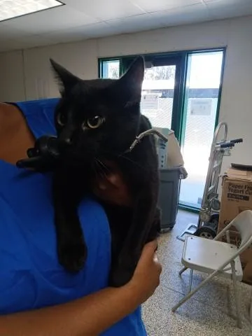 A young small-sized female Domestic Short Hair cat named Celine for adoption in San Bernardino, CA