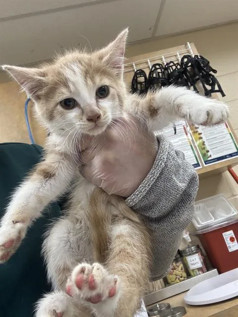 A baby small-sized male Domestic Short Hair cat named Knight for adoption in Aliquippa, PA