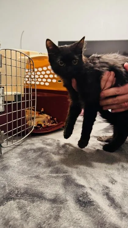 An adult medium-sized male Domestic Medium Hair cat named Rookie  WORKING CAT for adoption in McKinney, TX