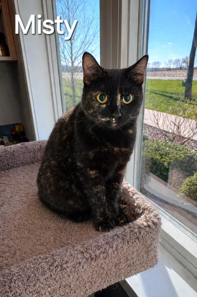 A young large-sized female Domestic Short Hair cat named Misty for adoption in Sidney, OH