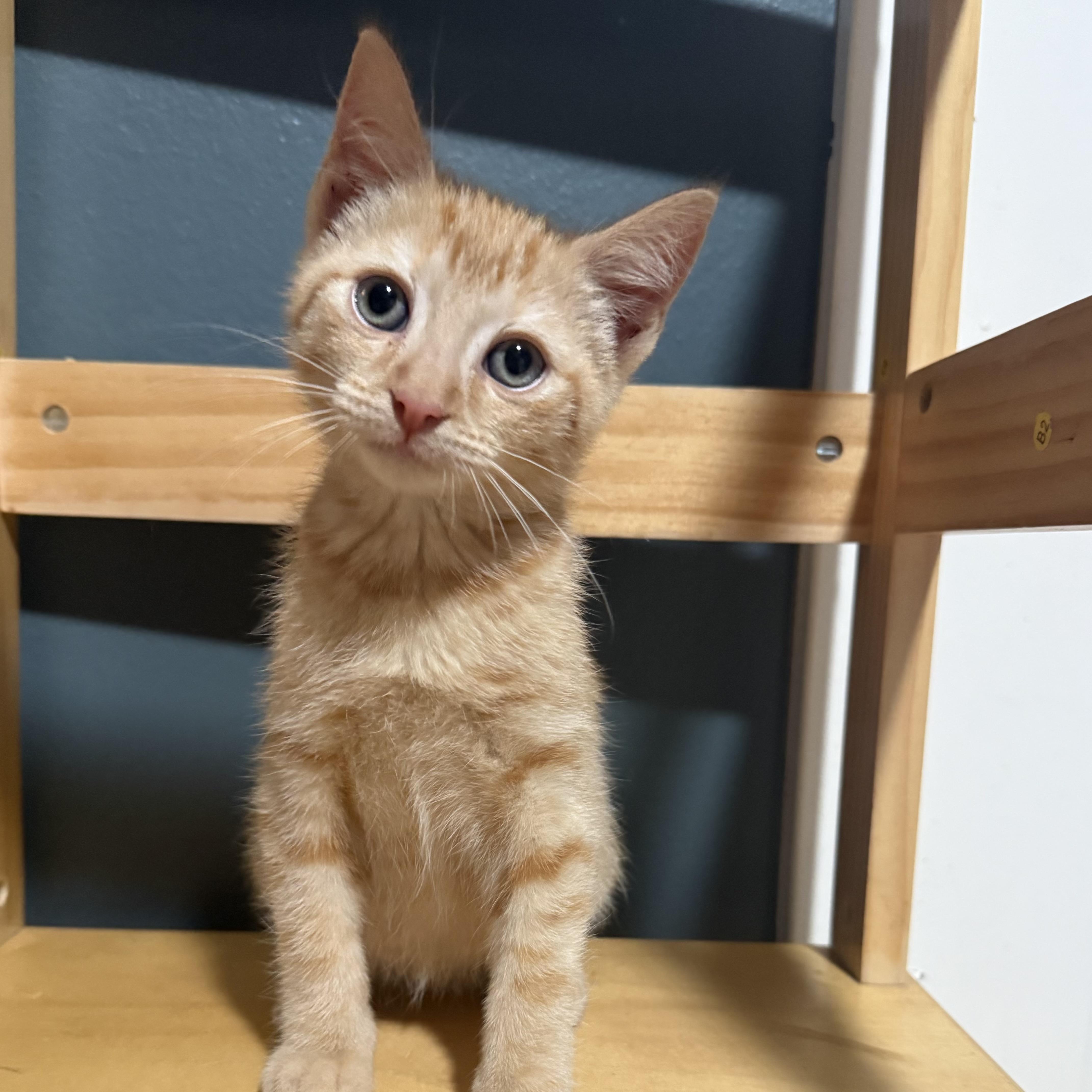 A young small-sized male Tabby (Orange / Red) Domestic Short Hair cat named Ford Mustang for adoption in Bentonville, AR