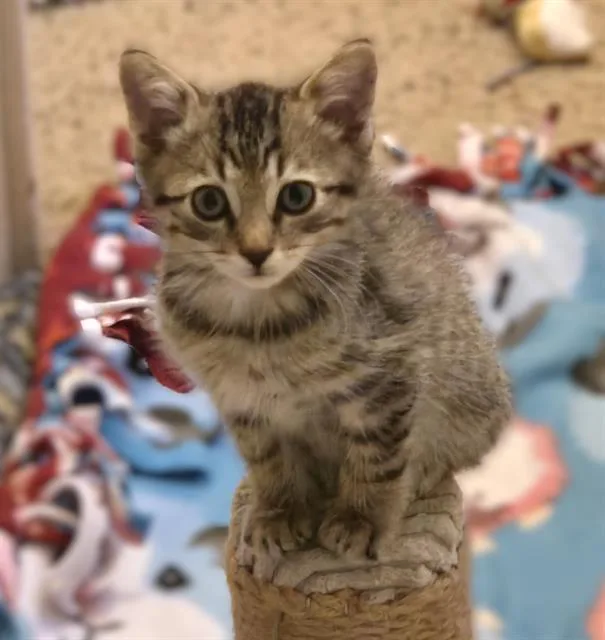 A baby small-sized male Domestic Short Hair cat named Timmy for adoption in Sacramento, CA