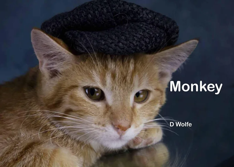 A baby medium-sized female Tabby (Orange / Red) Tabby cat named Monkey for adoption in York, NE